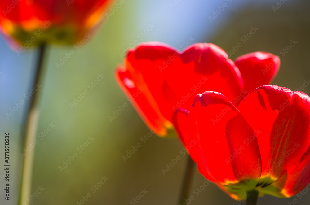 Bright red tulips against a blurred background Bright red tulips against a blurred background