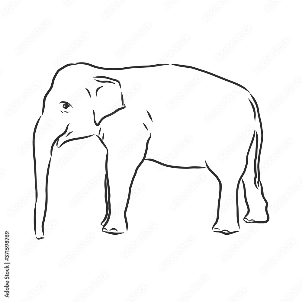 Fototapeta premium Beautiful sketch of an adult Asian elephant with line