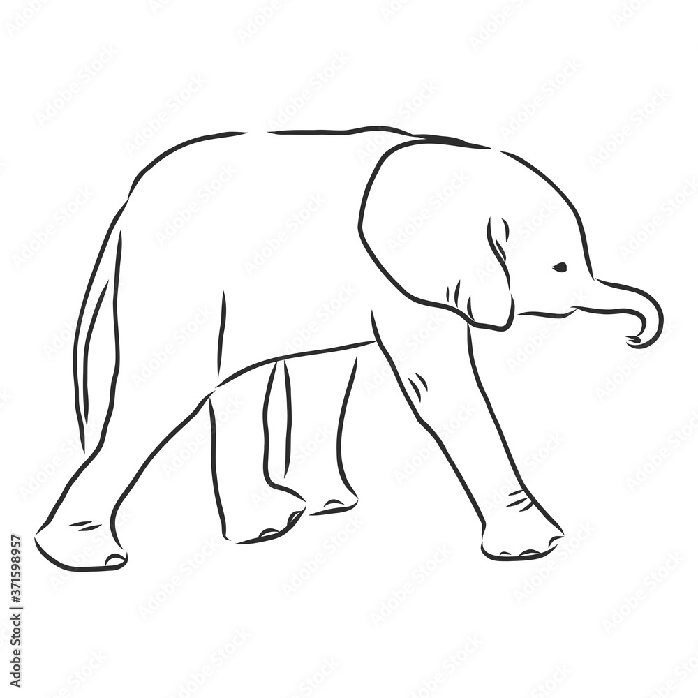 Obraz premium Baby elephant in outline style isolated on white background, vector illustration