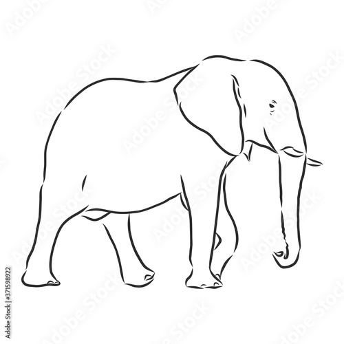 african elephant silhouette - freehand on a white background  vector illustration