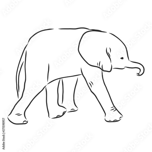 Baby elephant in outline style isolated on white background  vector illustration