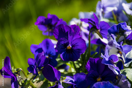 Blue Pansies