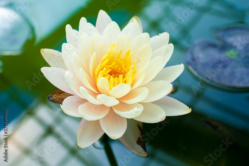 Fototapeta Naklejka Na Ścianę i Meble -  Beautiful flower from Thailand in the pond and white and yellow 