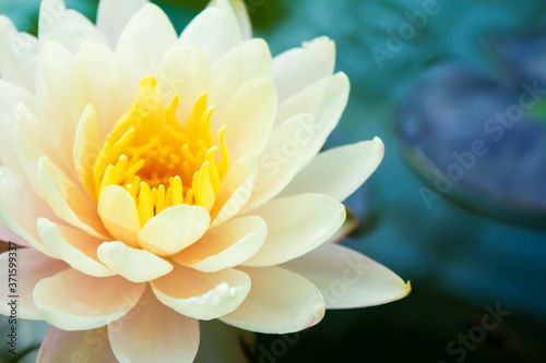 Close up and beautiful one of water lily and green water background, Yellow and white lotus fro concept design