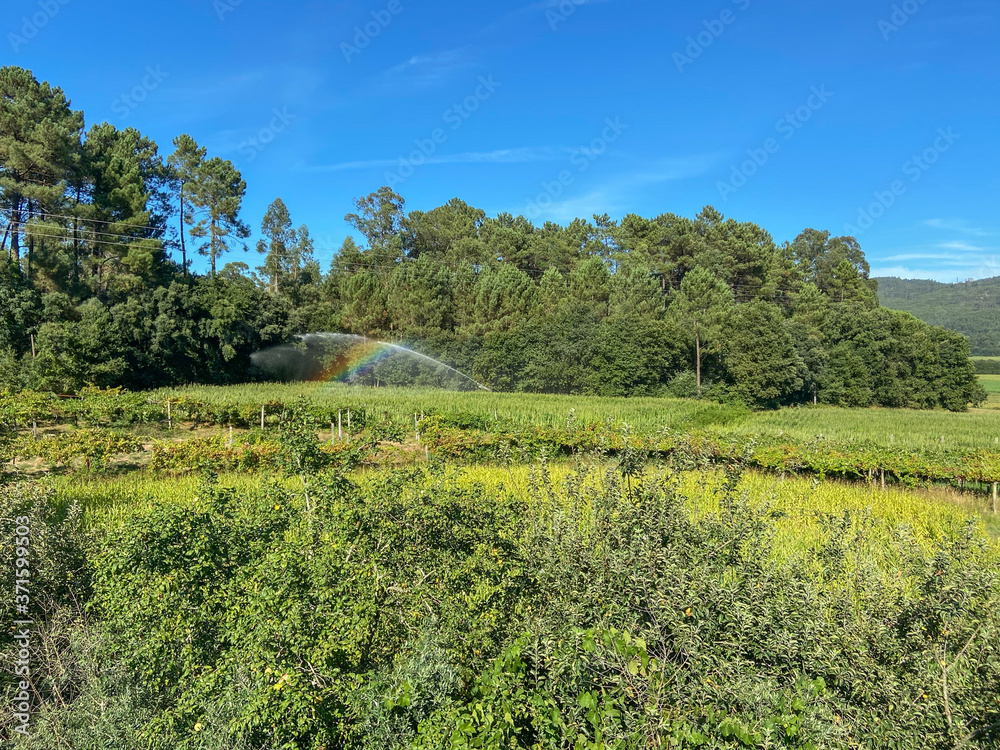 Obraz premium Agricultural irrigation system watering corn field on sunny summer day. Farming scene in Portugal. The mist from the sprinklers causes a rainbow.