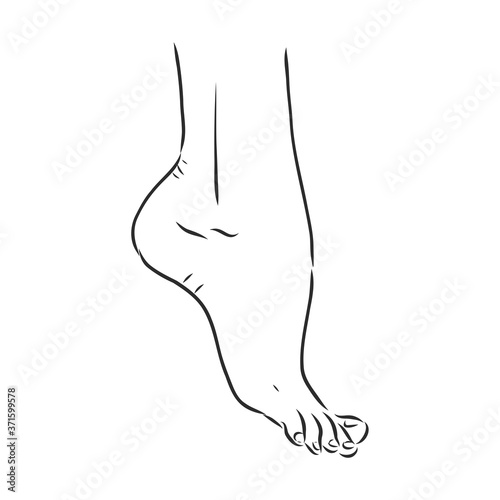 Human woman bared feet line drawing. Vector illustration sketch