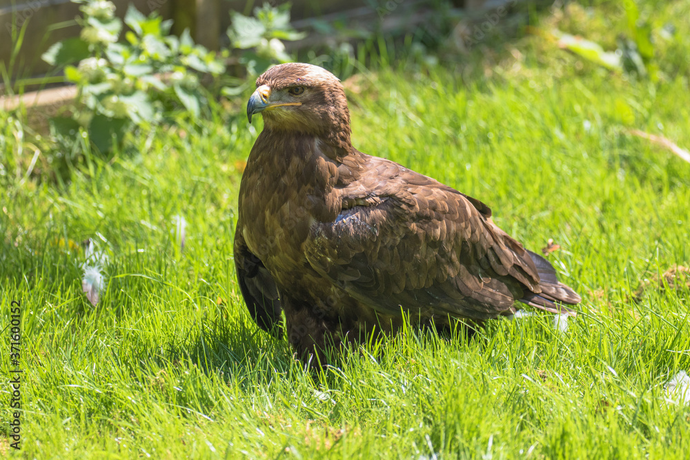 Fototapeta premium Golden Eagle in the grass
