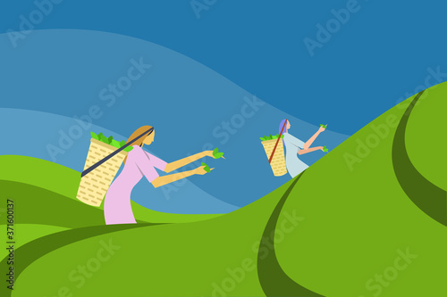 Two women labourers pluck tea from the plantation