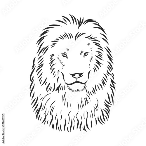Hand drawn lion. Sketch  vector illustration. wild animal