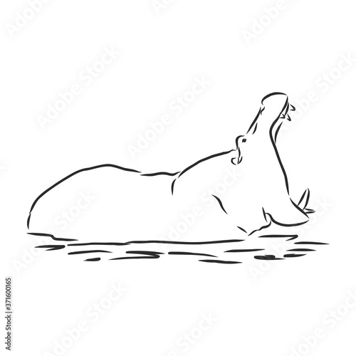 Hand drawn hippo hippopotamus . Sketch, vector illustration. wild animal