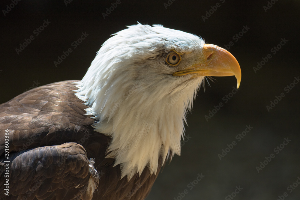 Obraz premium Closeup of an American Bald Eagle