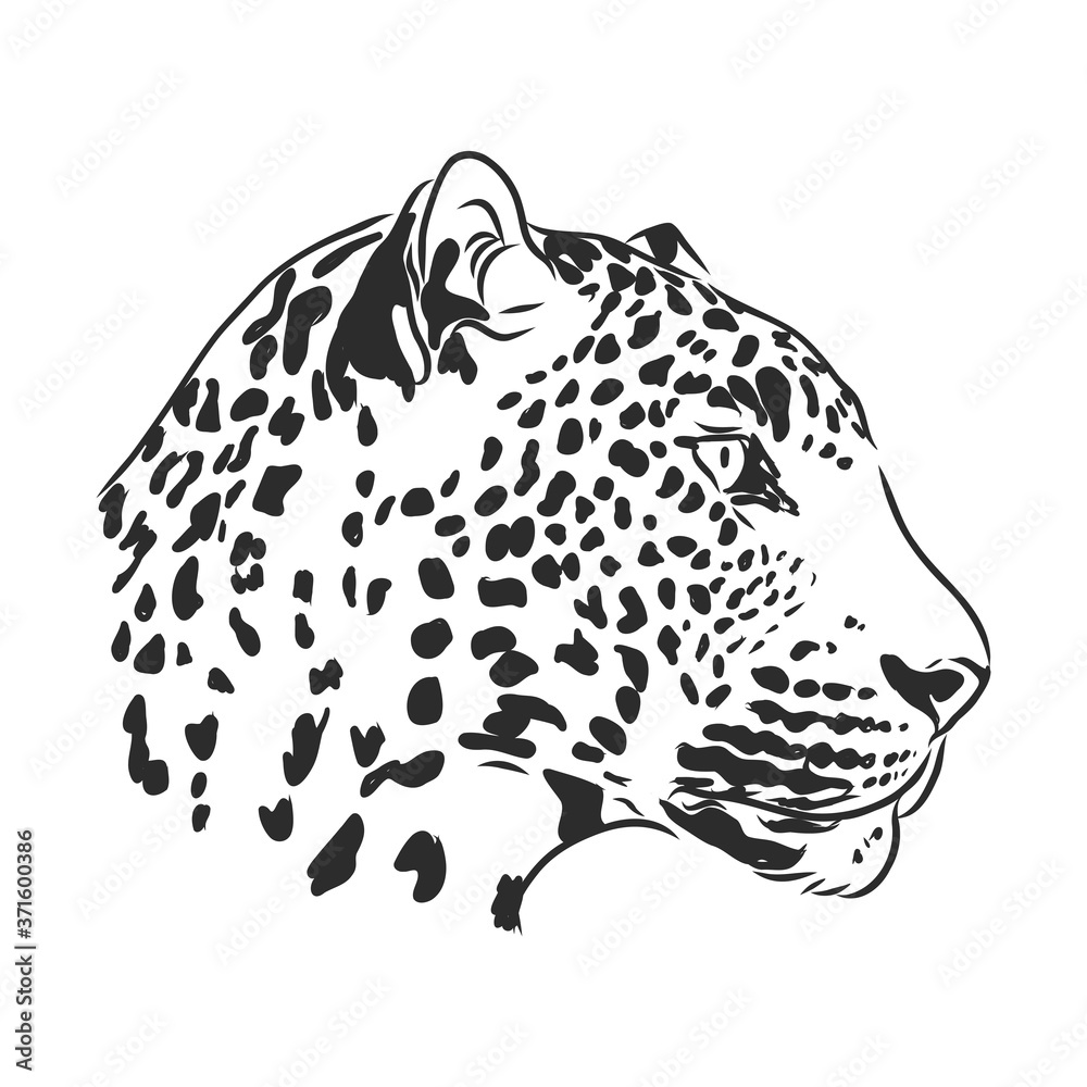 Black And White Vector Sketch Of A Leopard S Head Stock Vector Adobe