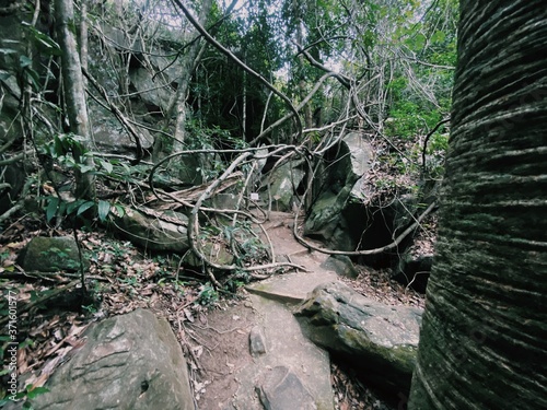 tree in the woods