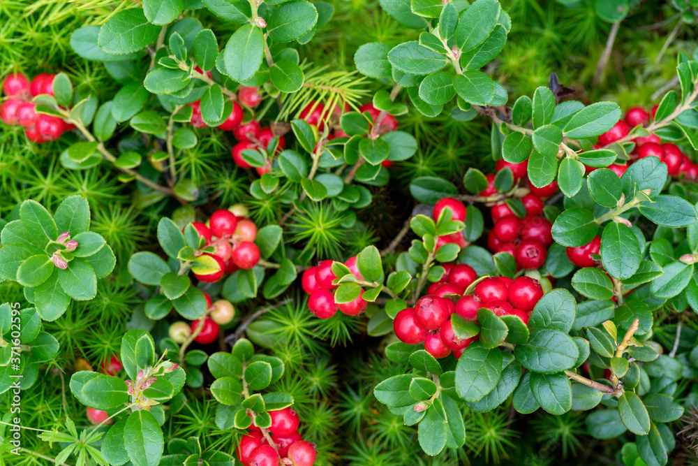 Lingonberry bushes in the forest. Red ripe wild berries. Natural background. Lingonberry bushes in the forest. Red ripe wild berries. Natural background.