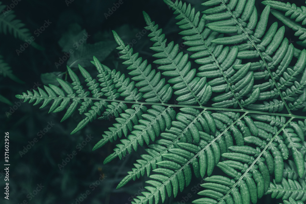 Abstract close-up view of a fern leaf. Concept of green virgin and fresh nature