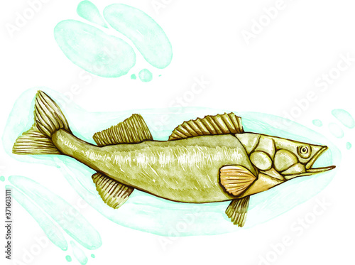 Hand-painted watercolor illustration of a sea fish in a water vector.