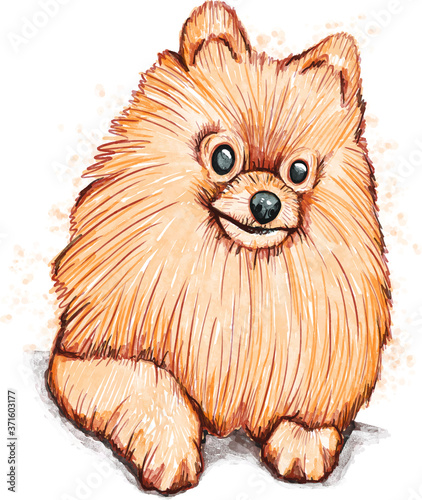 Cute havanese puppy dog is sitting frontal watercolor art vector illustration.