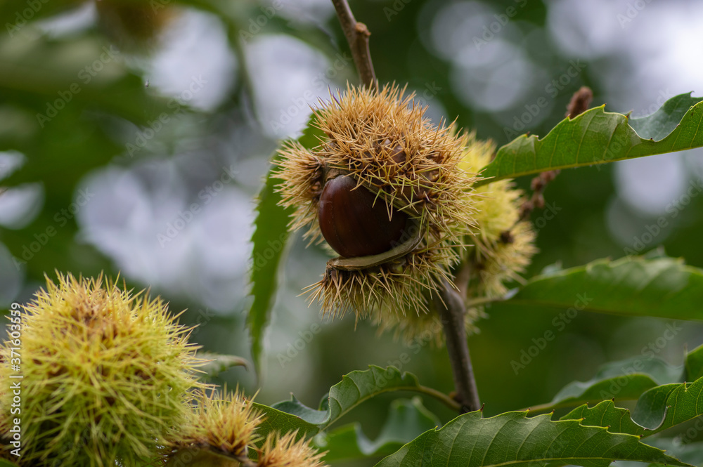 Castanea sativa ripening fruits in spiny cupules, edible hidden seed nuts hanging on tree branches, brown nuts