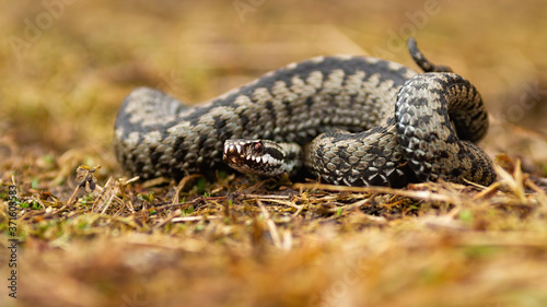Poisonous common viper, vipera berus, lying on the ground in autumn. Aggressive snake with patterned skin looking with tangled body. Wild toxic reptile observing on dry grass.