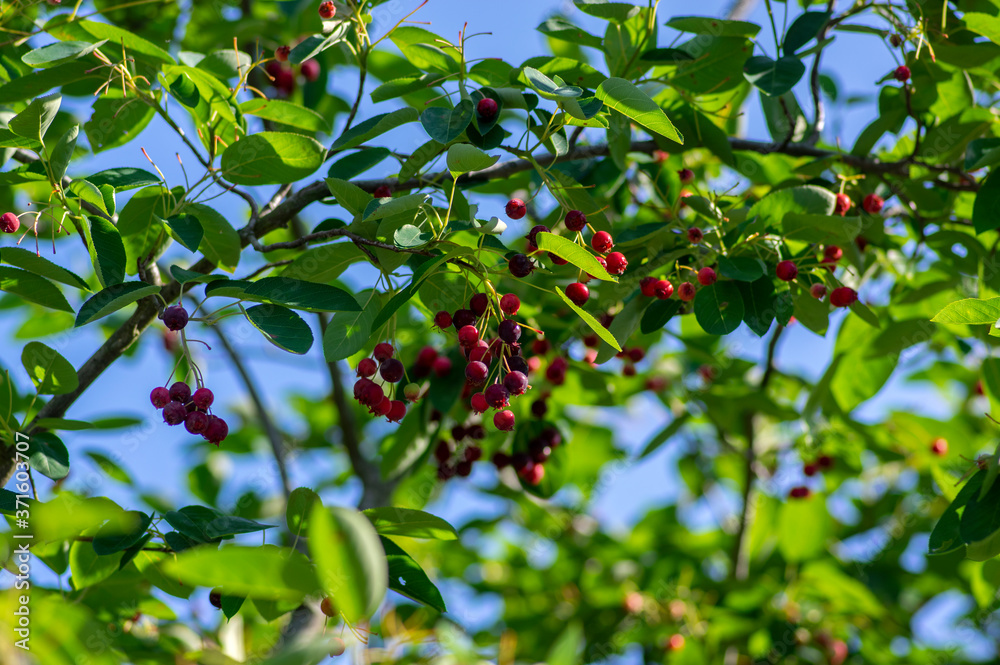 Amelanchier lamarckii ripe and unripe fruits on branches, group of berry-like pome fruits called serviceberry or juneberry