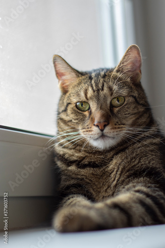Cat lying on the windowsill, domestic tiger marble coated animal looking into camera
