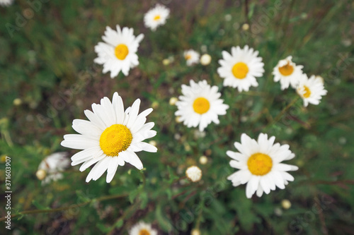 Chamomile plant blooms in a field of wild plants. Useful plants and folk medicine