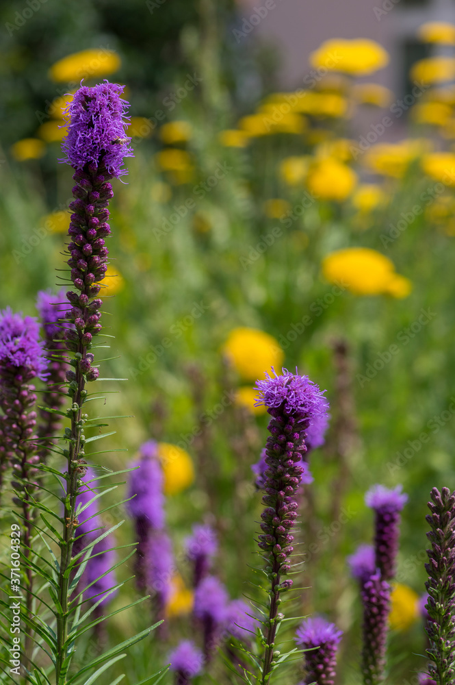 Liatris spicata deep purple flowering plant, group of flowers on tall stem in bloom Liatris spicata deep purple flowering plant, group of flowers on tall stem in bloom