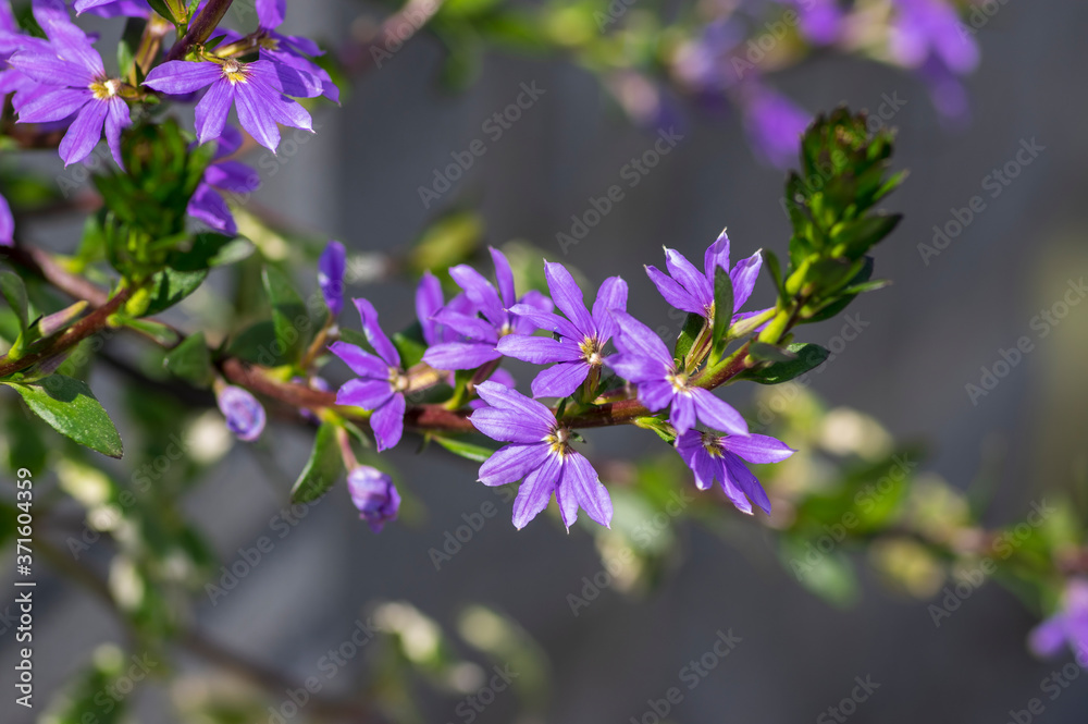 Scaevola aemula fairy fan-flower purple violet flowering ornamental plant, group of beautiful flowers in bloom Scaevola aemula fairy fan-flower purple violet flowering ornamental plant, group of beautiful flowers in bloom