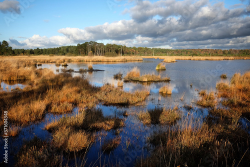 The wetlands of Thursley Common, Surrey, in the evening winter sun.