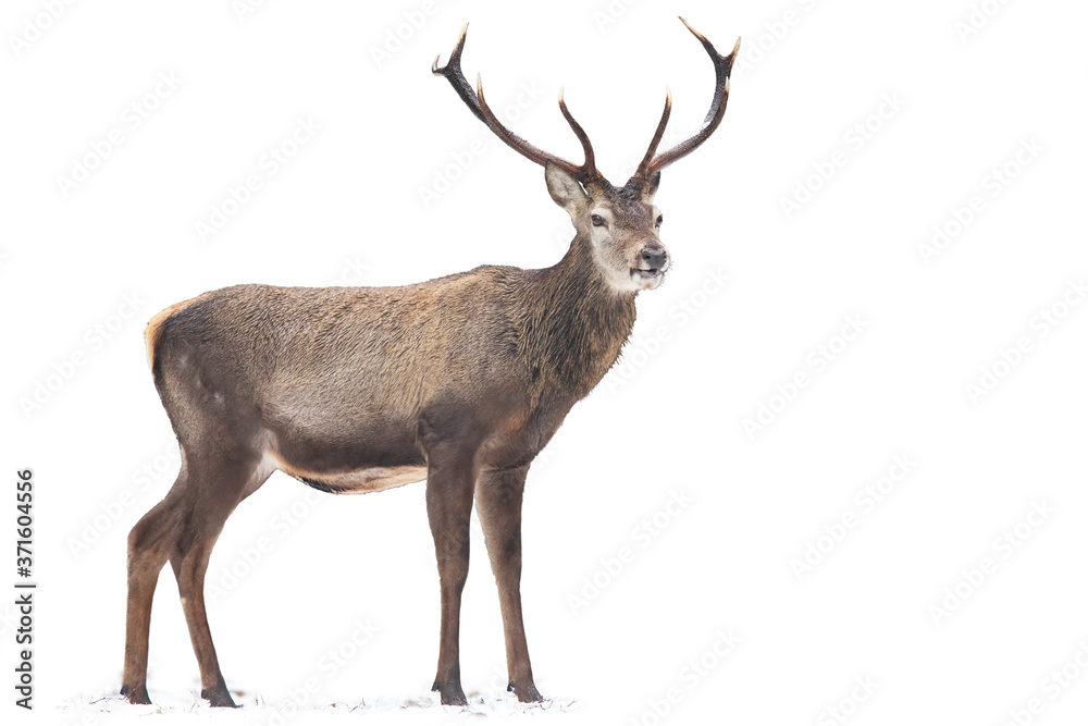 Obraz Magnificent red deer, cervus elaphus, standing on snow isolated on white background. Majestic stag observing in wintertime on empty backdrop. Wild mammal with antlers looking cut out.