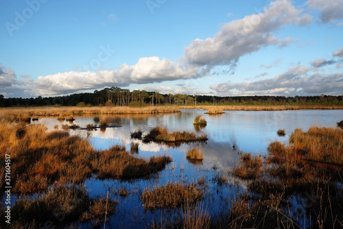 The wetlands of Thursley Common, Surrey, in the evening winter sun.