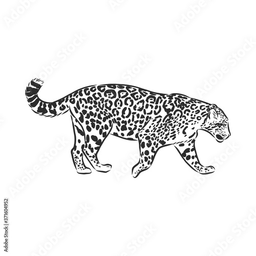 Jaguar. Hand drawn sketch illustration isolated on white background. Jaguar animal, vector sketch illustration © Elala 9161