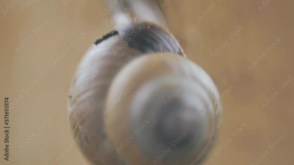 Snail gliding on the wooden pole - Extreme Close Up Snail gliding on the wooden pole - Extreme Close Up