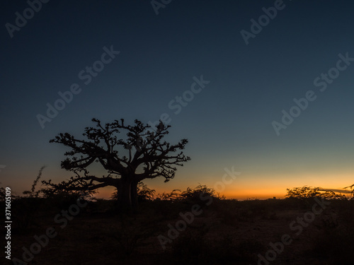 Silhouette of baobab