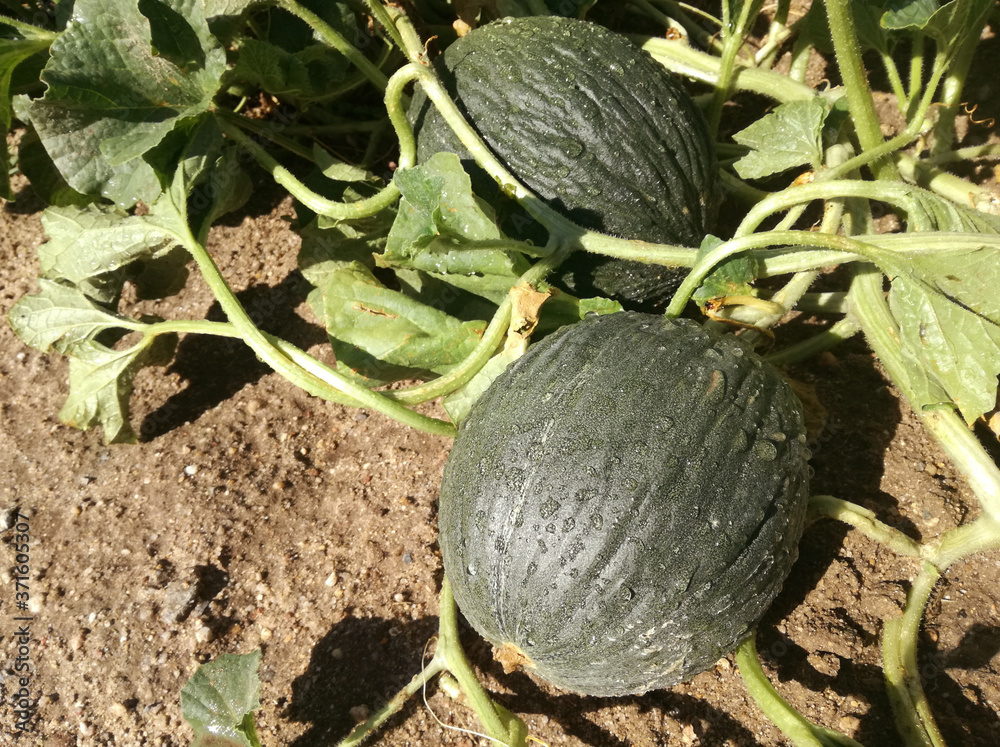 Green Spanish melon with rough skin, sometimes known as Christmas melon