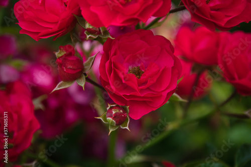 red rose in garden