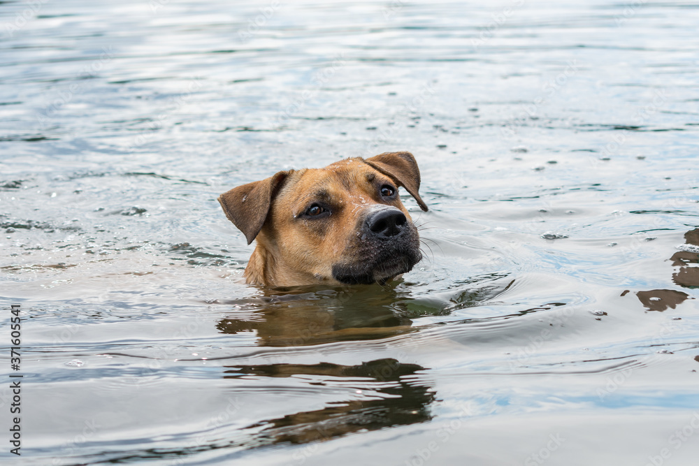 Dog breed American Pit Bull Terrier swims in the cold water of the river