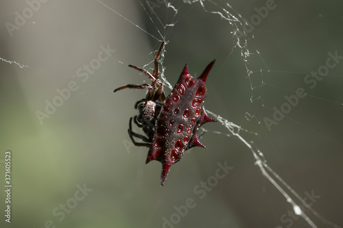 horned spider on a web