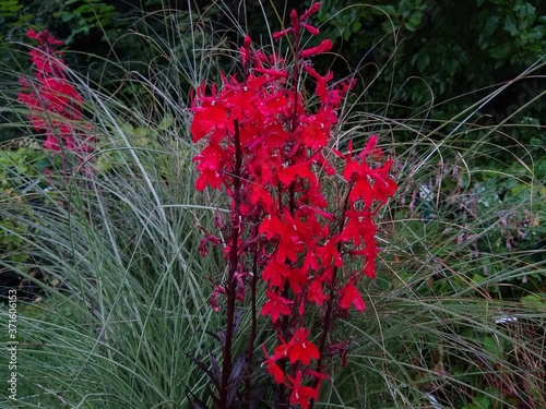 Принти на полотні Lobelia cardinalis 'Queen Victoria'