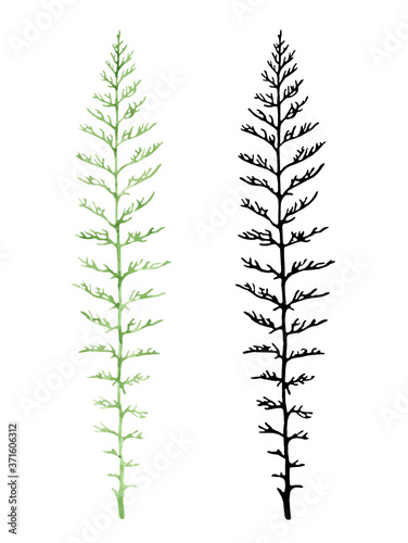 Set of elements for design and scrapbooking. Watercolor botanical illustration of a blade of grass and its black silhouette on a white background.