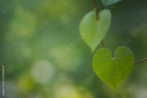 Romantic tree shape with heart shaped leaves, green leaf heart shape. photo