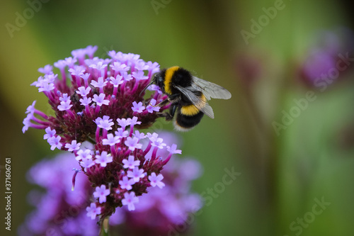 Billede på lærred bee on a flower