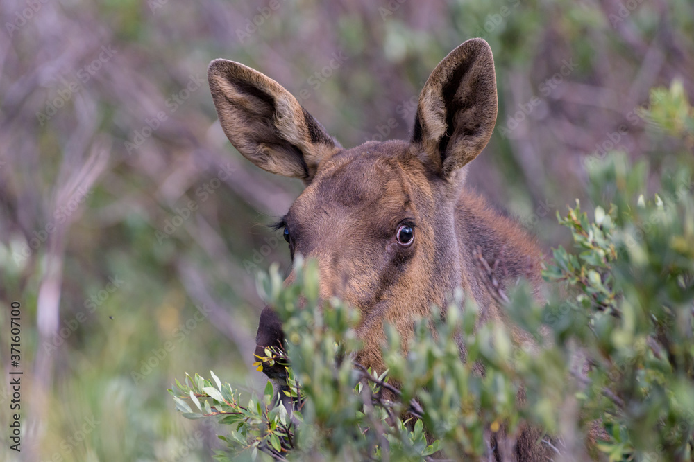 Moose in the Colorado Rocky Mountains. Moose Calf obscured by the willows. Moose in the Colorado Rocky Mountains. Moose Calf obscured by the willows.