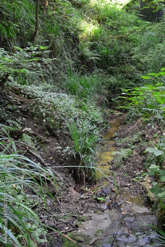 A stream at the Shanklin Chine in the Isle of Wight.