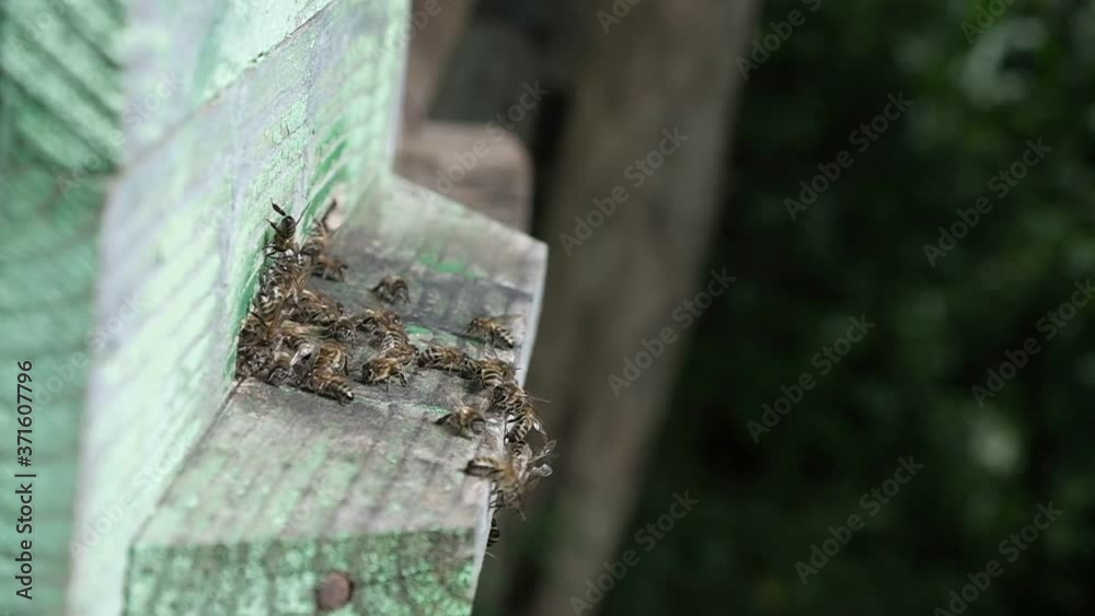 Bee house, beehive. The bees return with nectar. Insects crowd at the entrance to the hive. Day. Summer. Georgia. Bee house, beehive. The bees return with nectar. Insects crowd at the entrance to the hive. Day. Summer. Georgia.