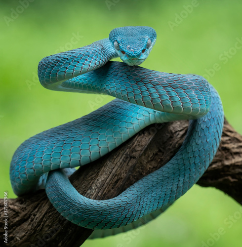 Blue viper snake (White-lipped pit viper)