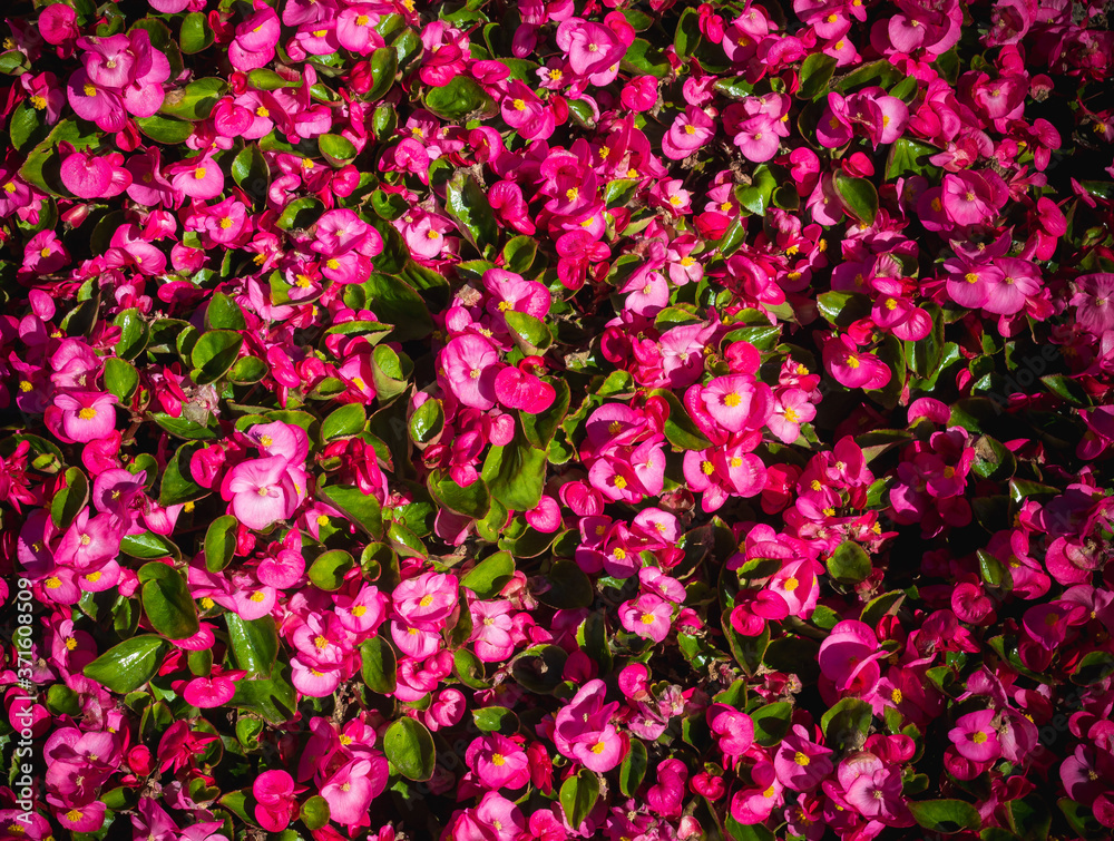 pink flowers background pink flowers background