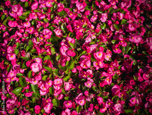 pink flowers background