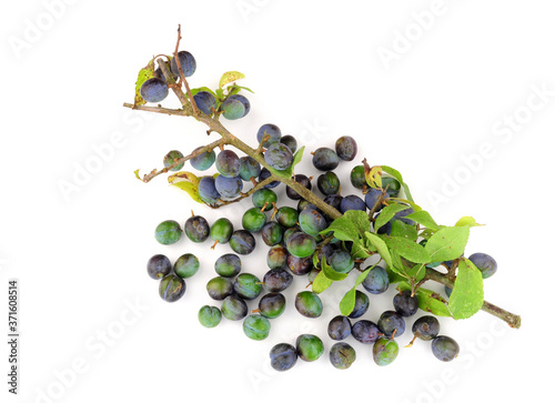Fotografija Sloe berries from the blackthorn bush used for making sloe gin and jam