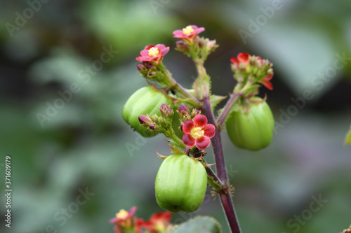 Red and Yellow Flowers